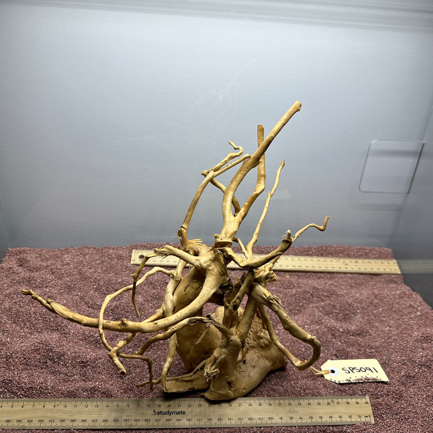 Spiderwood (Small)