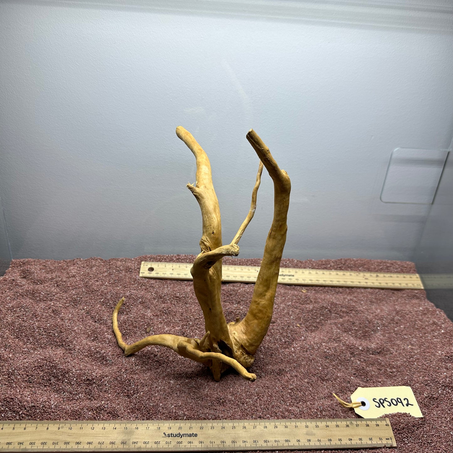 Spiderwood (Small)