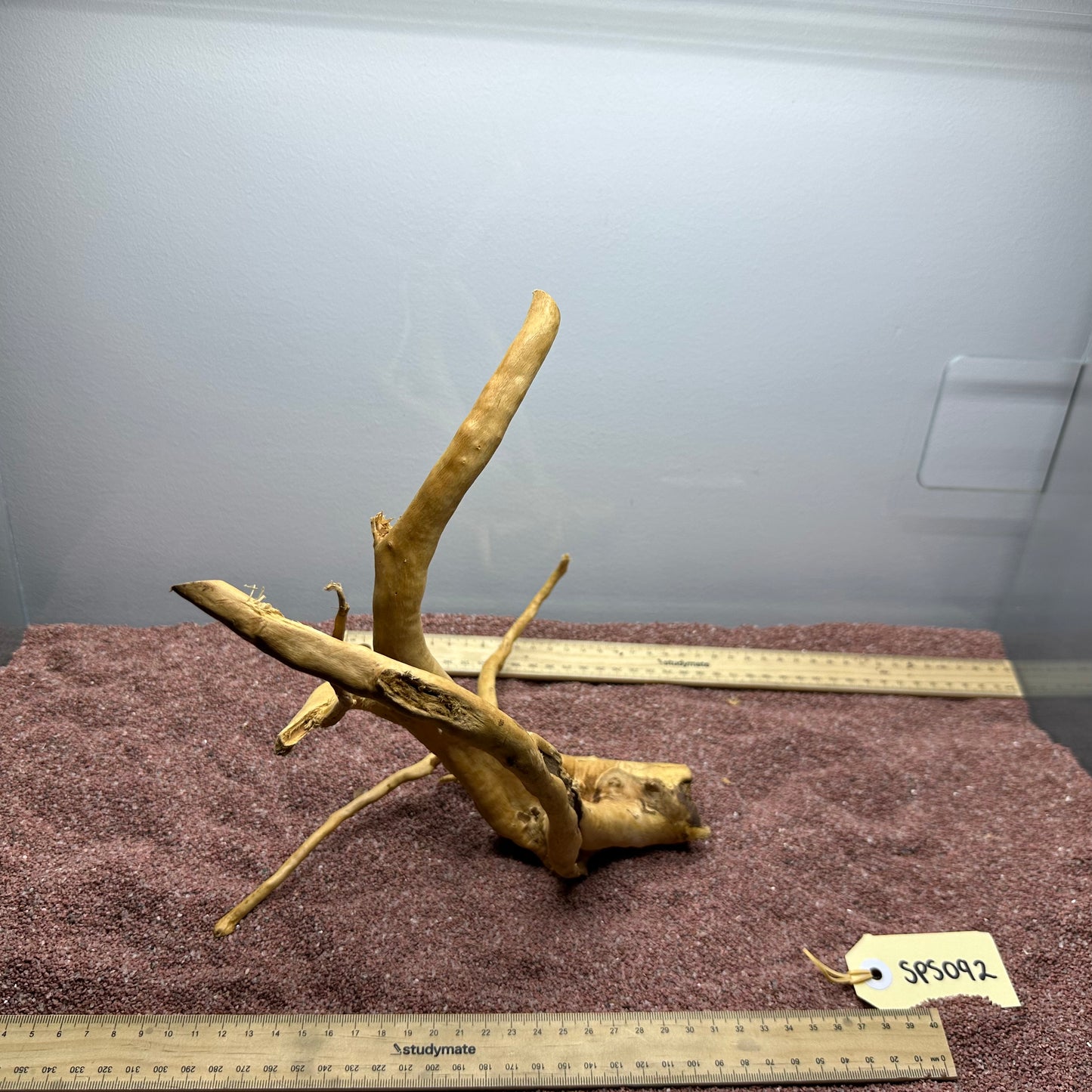 Spiderwood (Small)