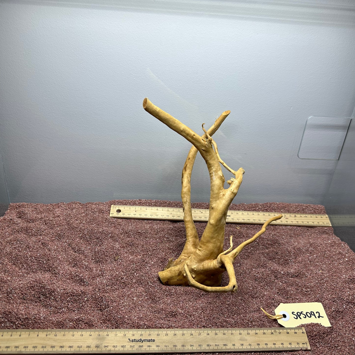 Spiderwood (Small)