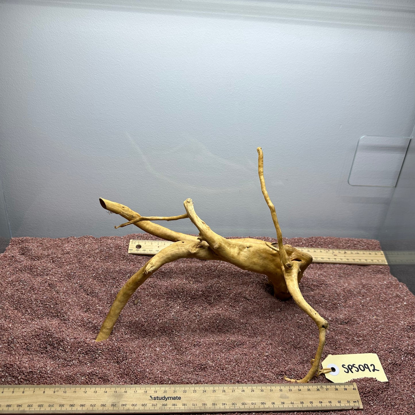 Spiderwood (Small)