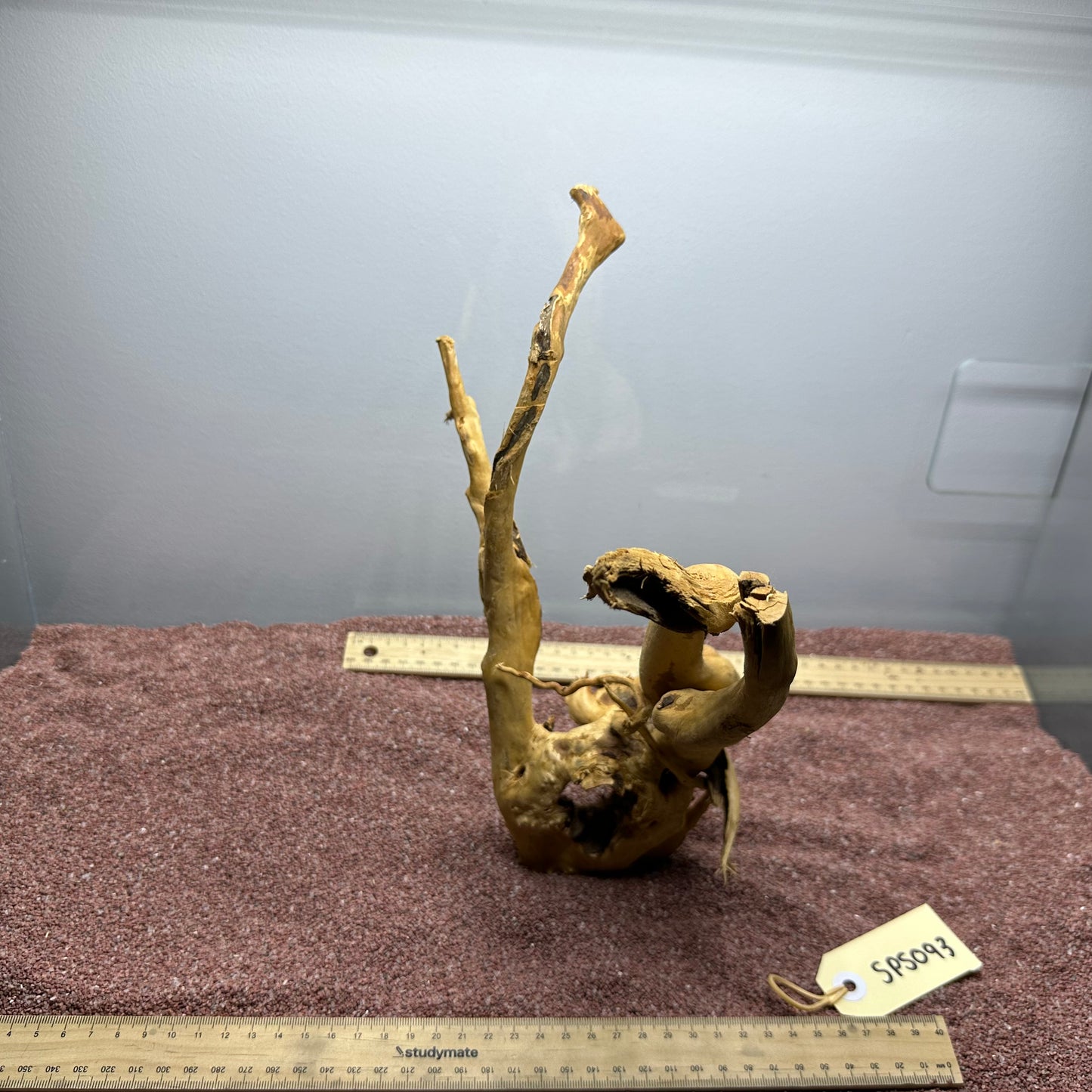 Spiderwood (Small)