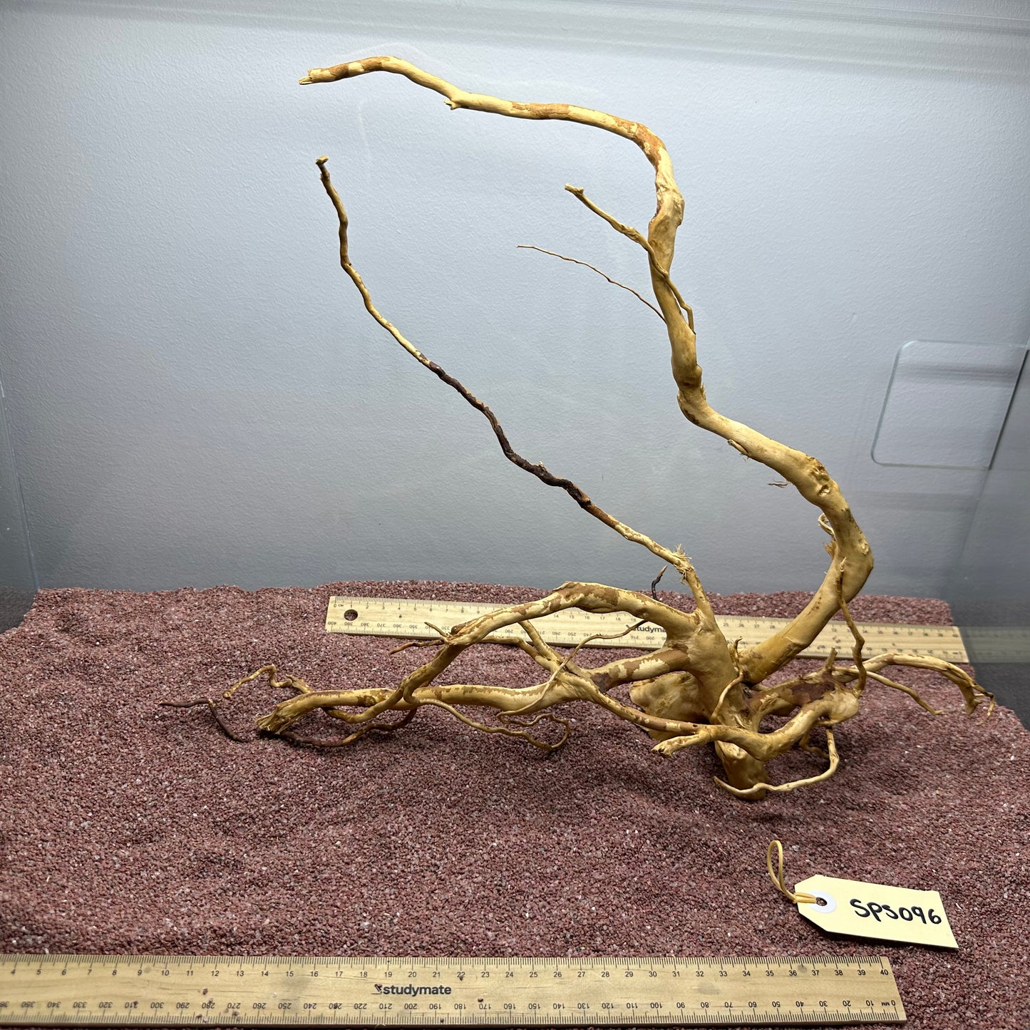 Spiderwood (Small)