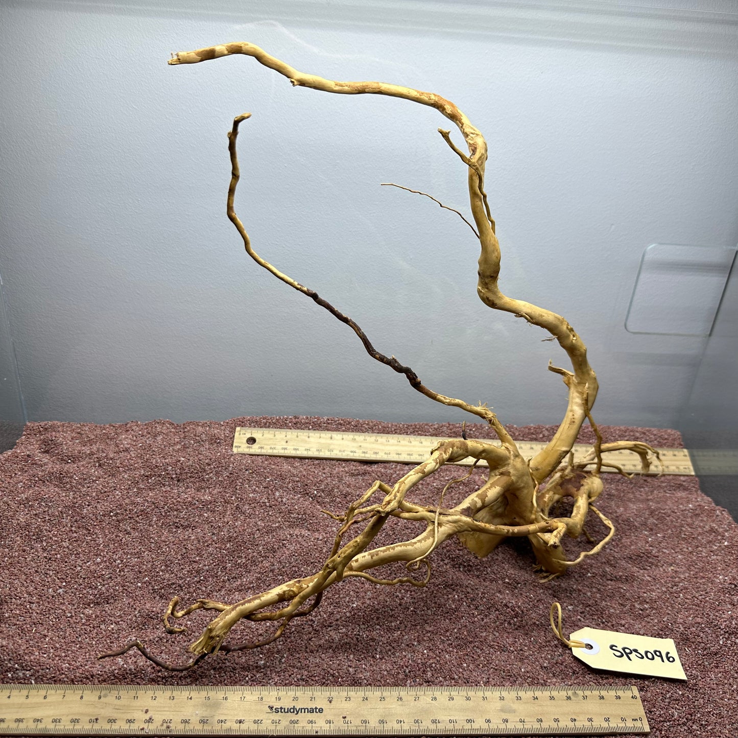 Spiderwood (Small)