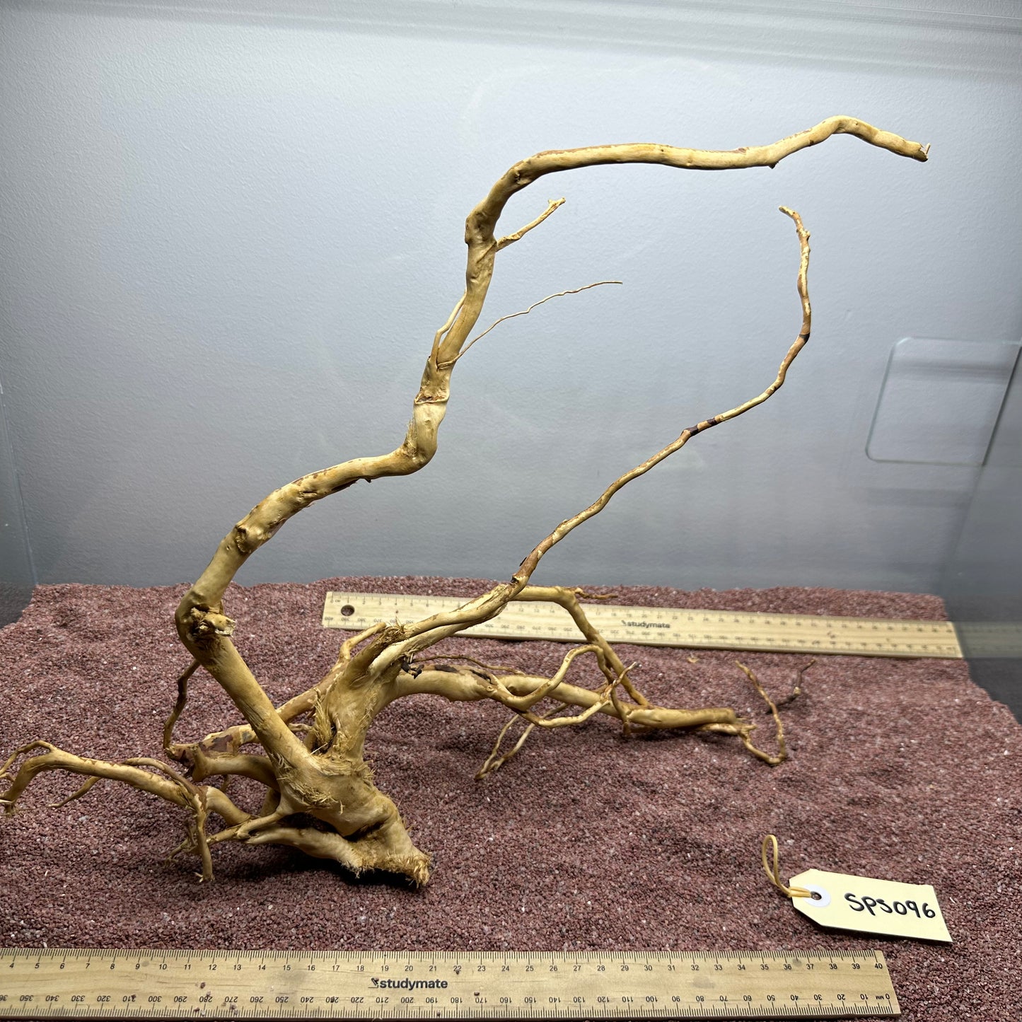 Spiderwood (Small)