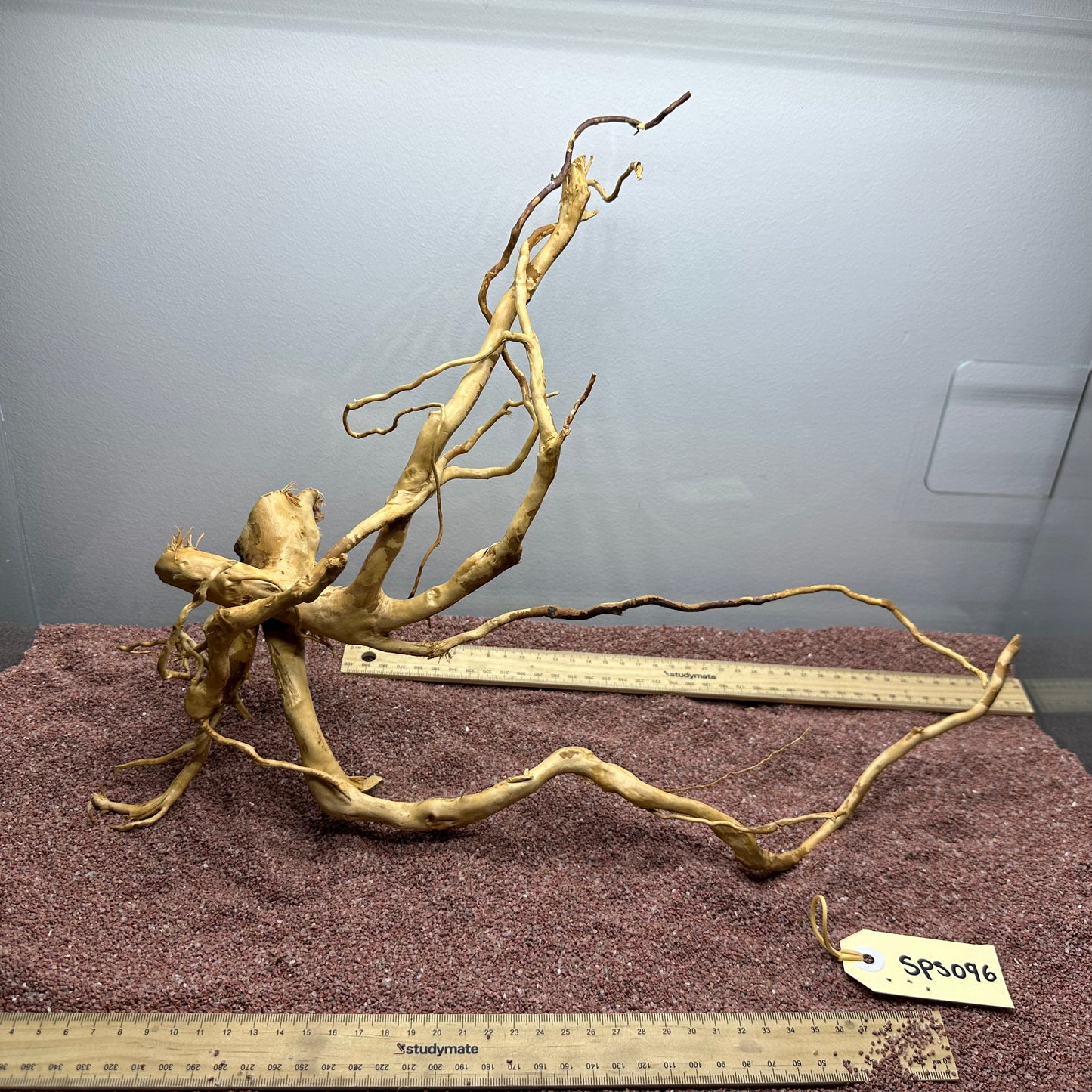 Spiderwood (Small)