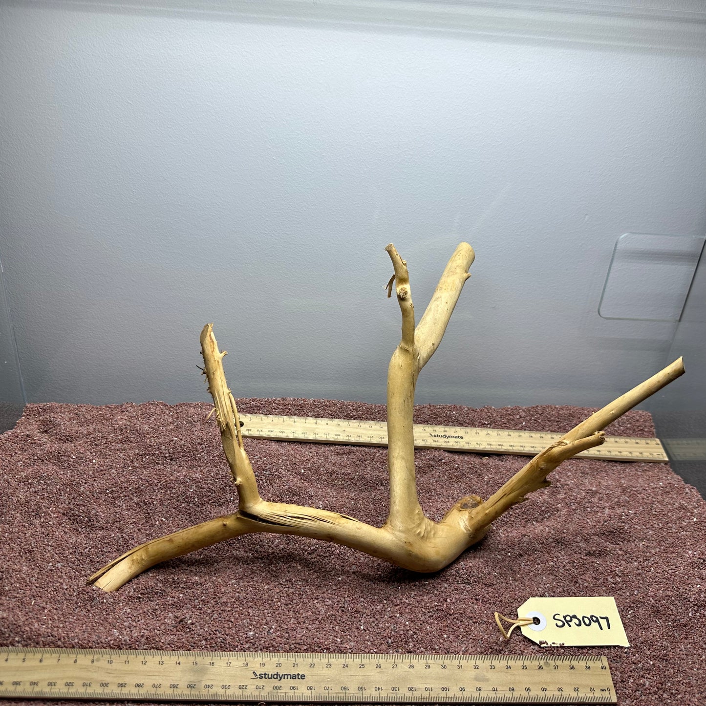 Spiderwood (Small)
