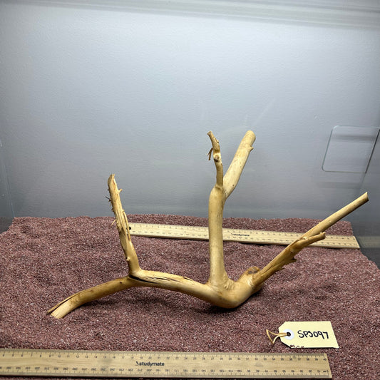 Spiderwood (Small)