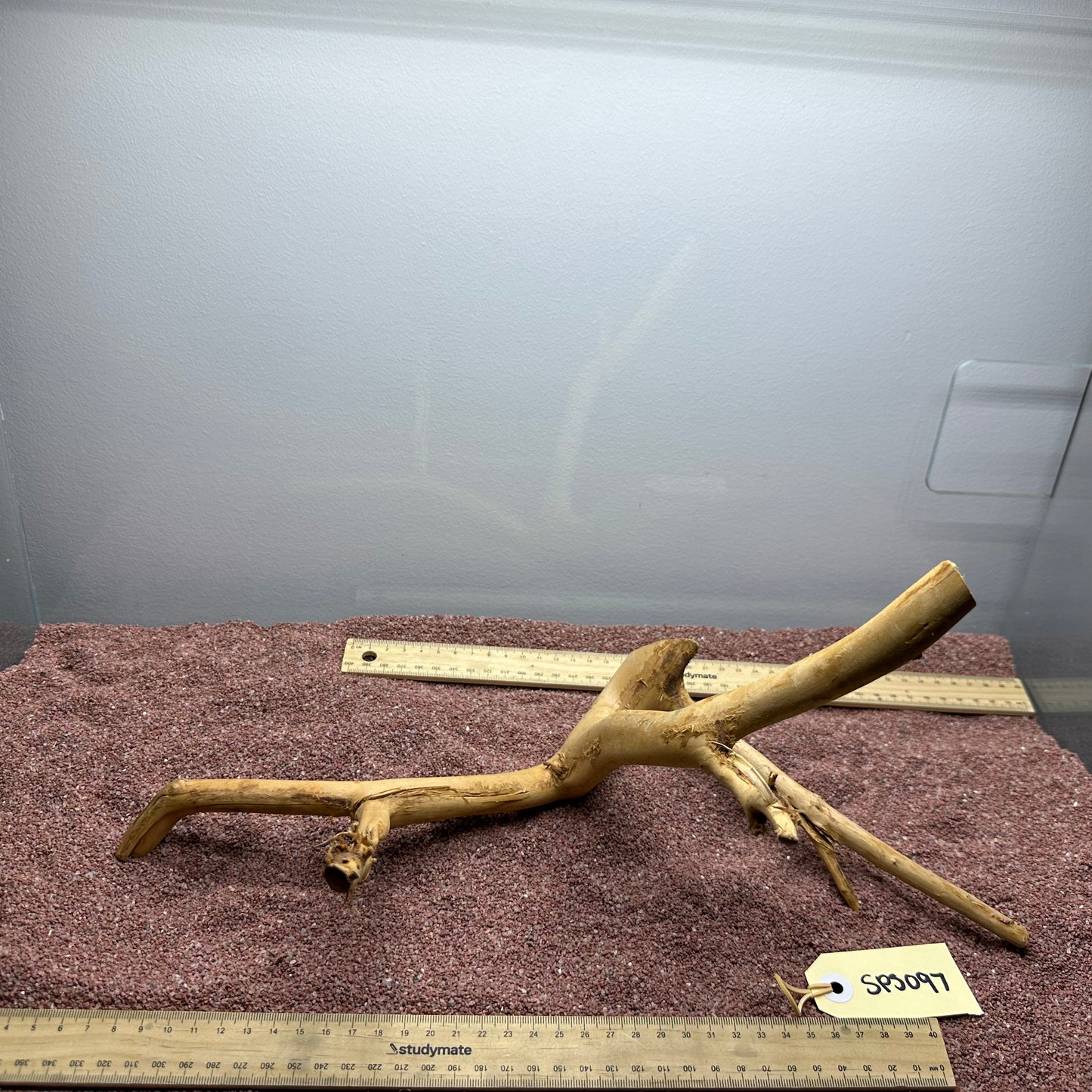 Spiderwood (Small)