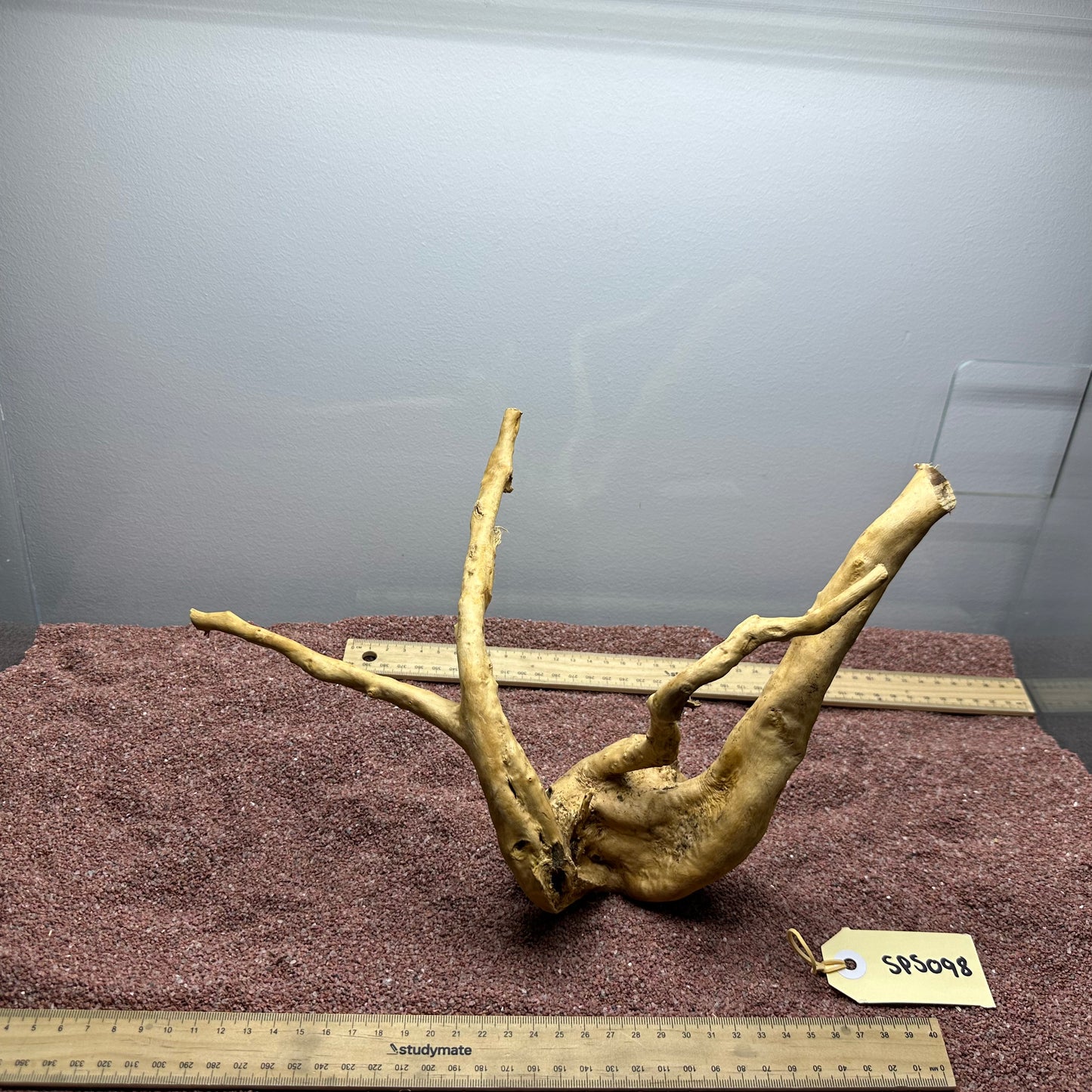 Spiderwood (Small)