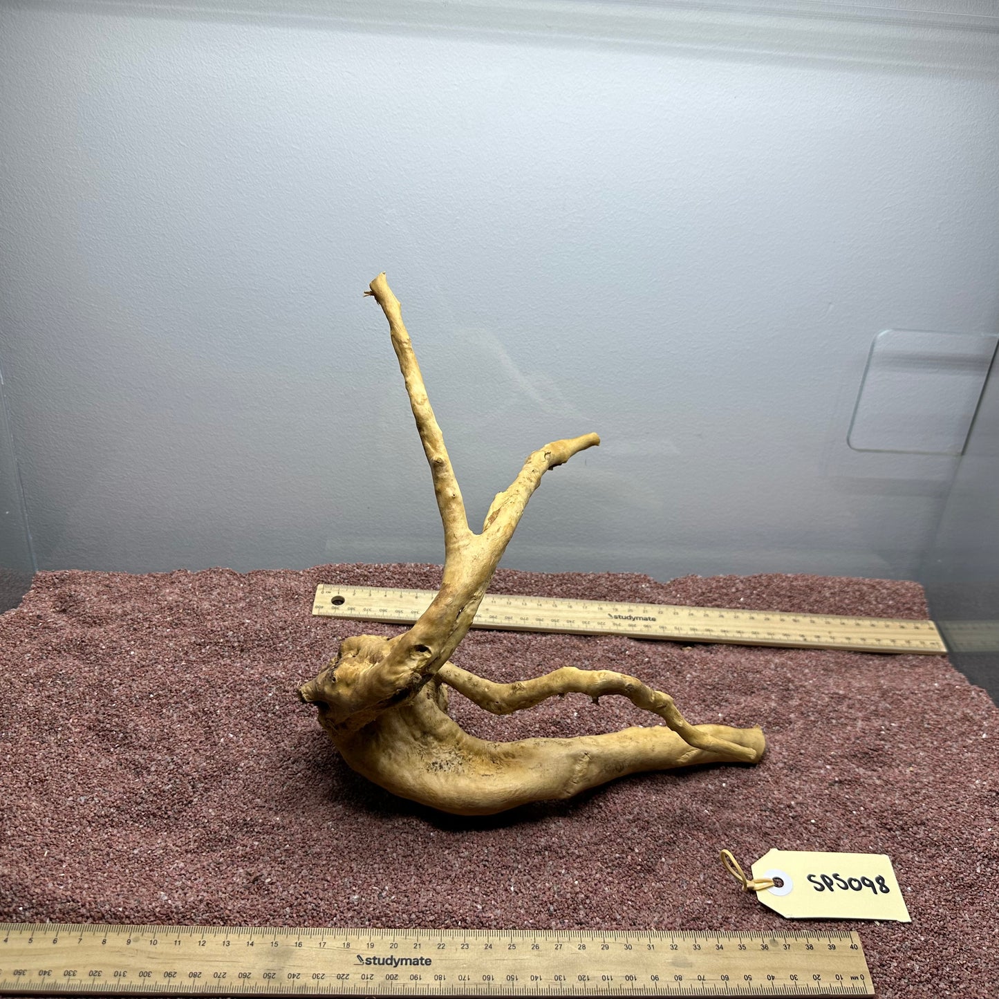 Spiderwood (Small)