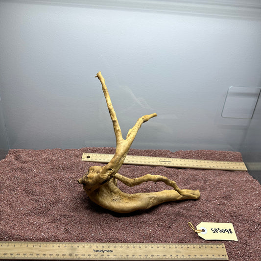 Spiderwood (Small)