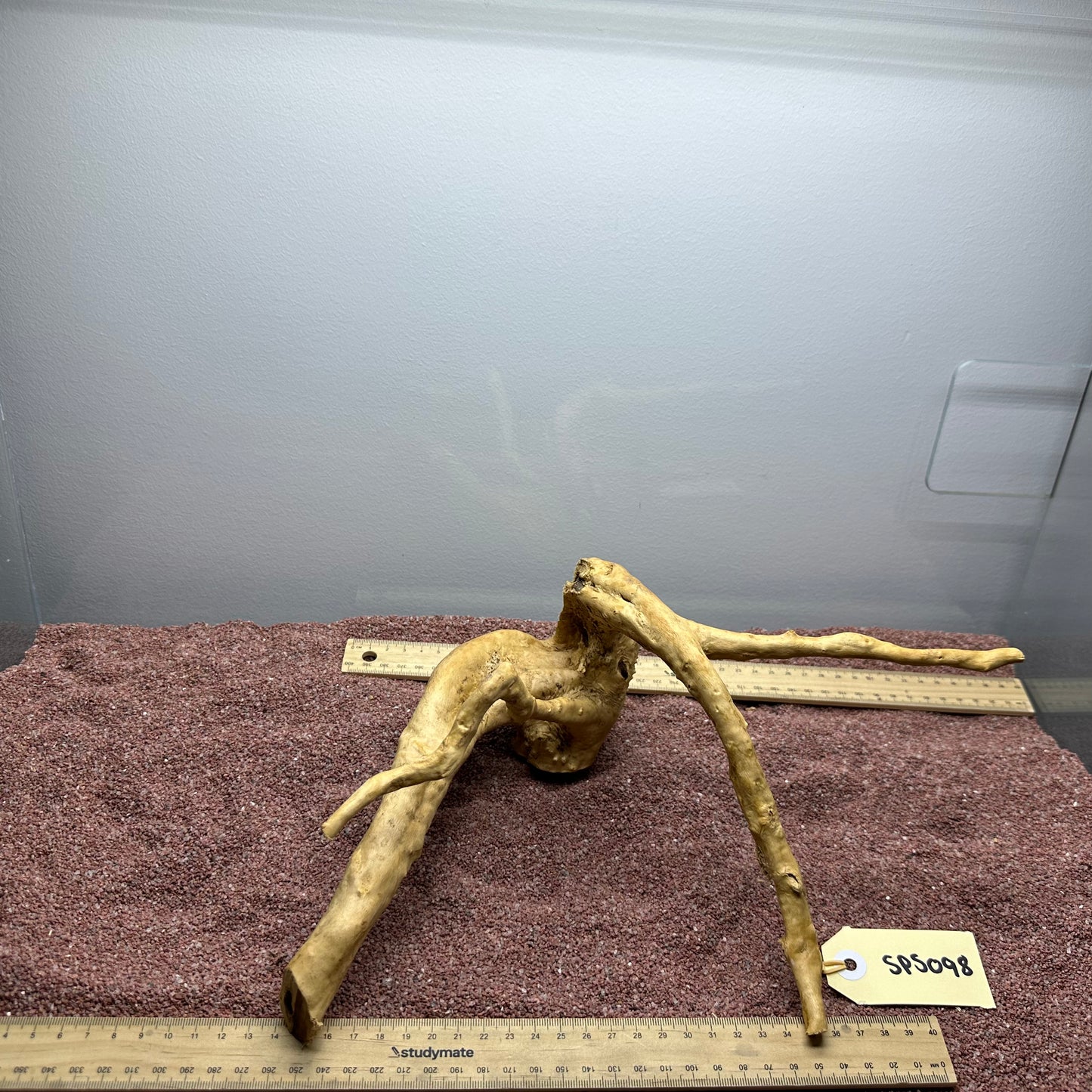 Spiderwood (Small)