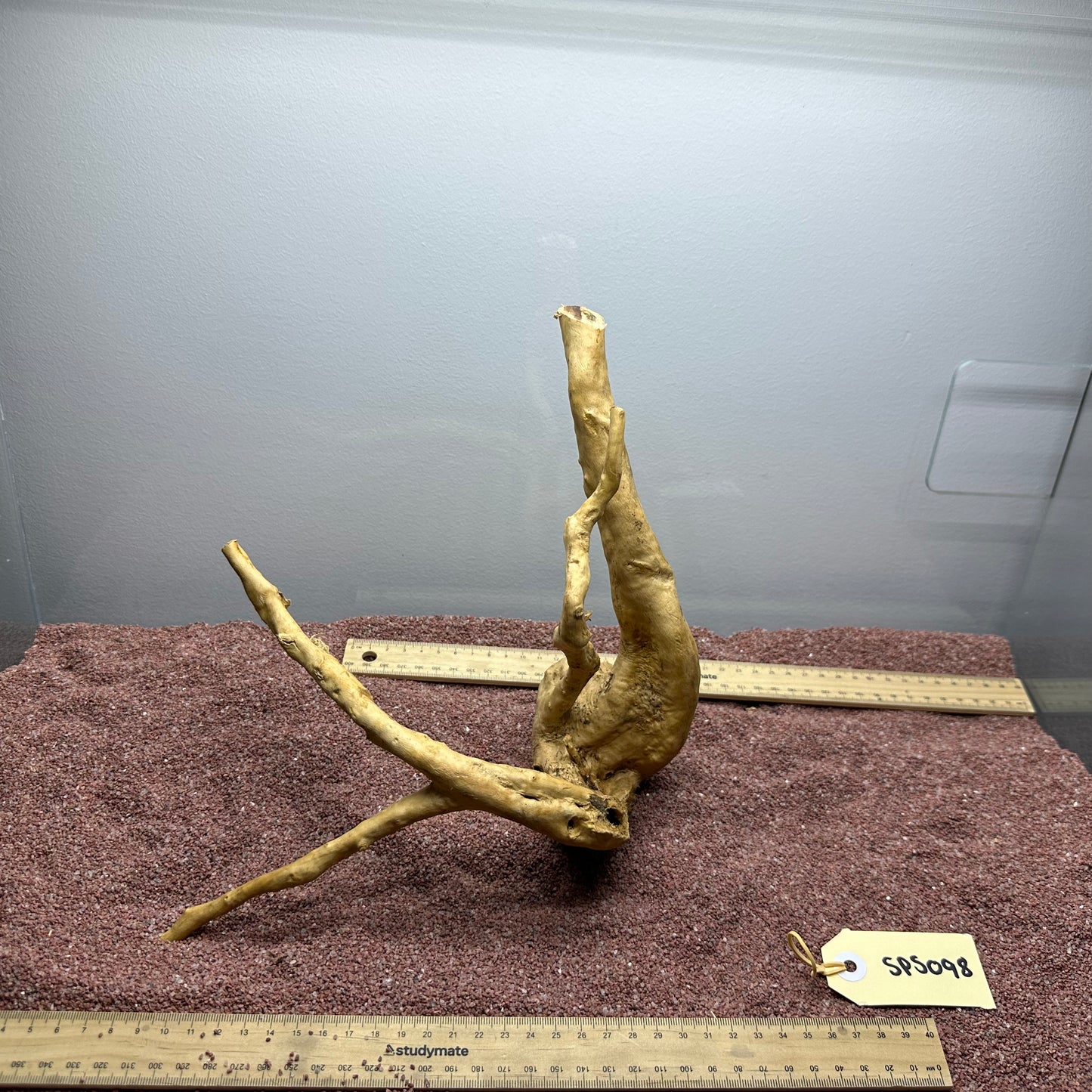 Spiderwood (Small)