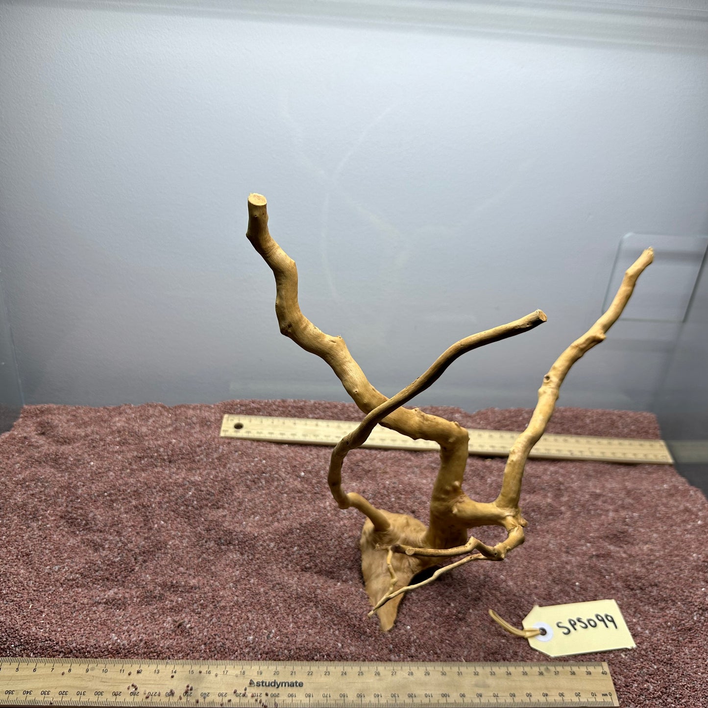 Spiderwood (Small)