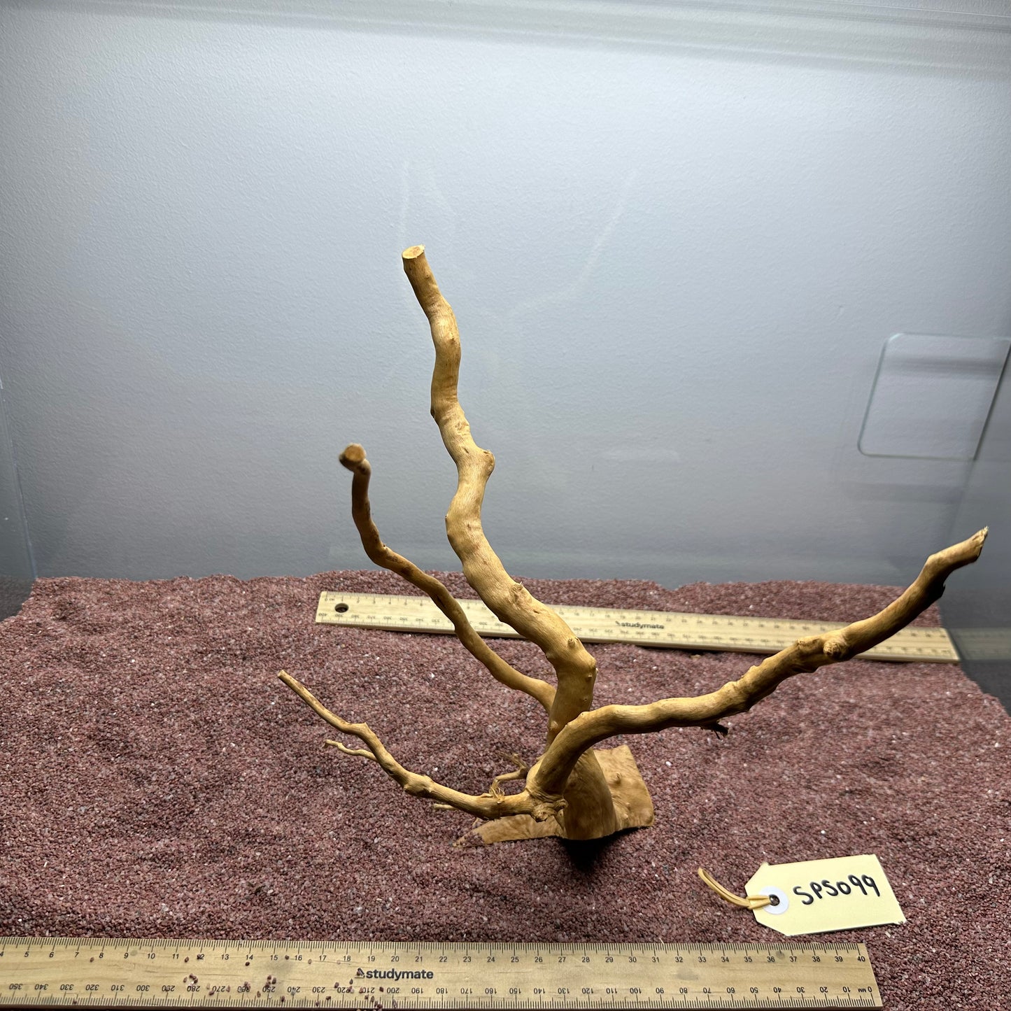 Spiderwood (Small)