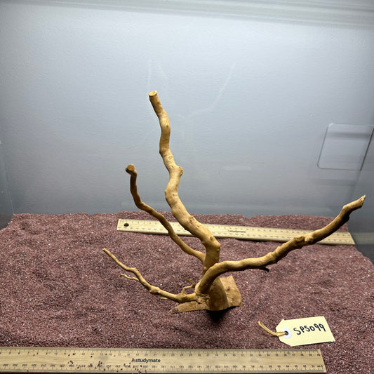 Spiderwood (Small)