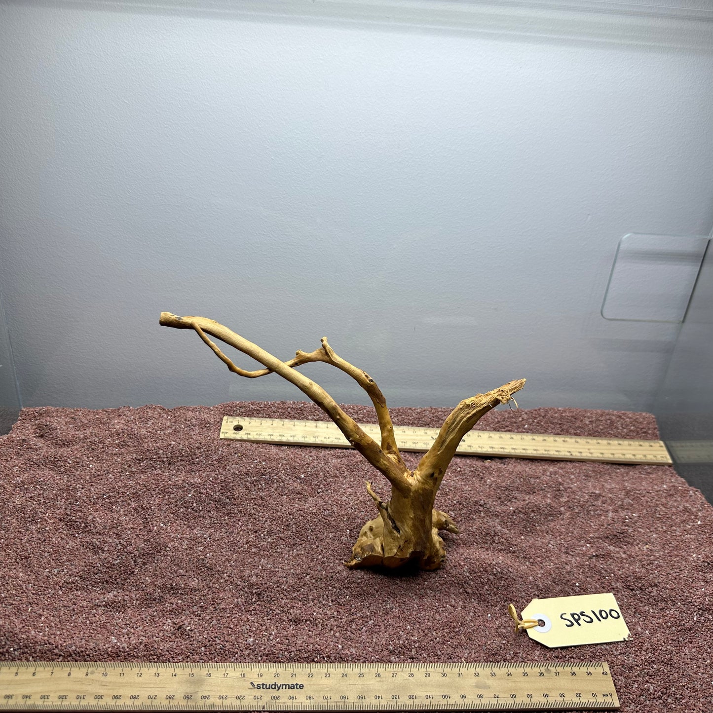 Spiderwood (Small)
