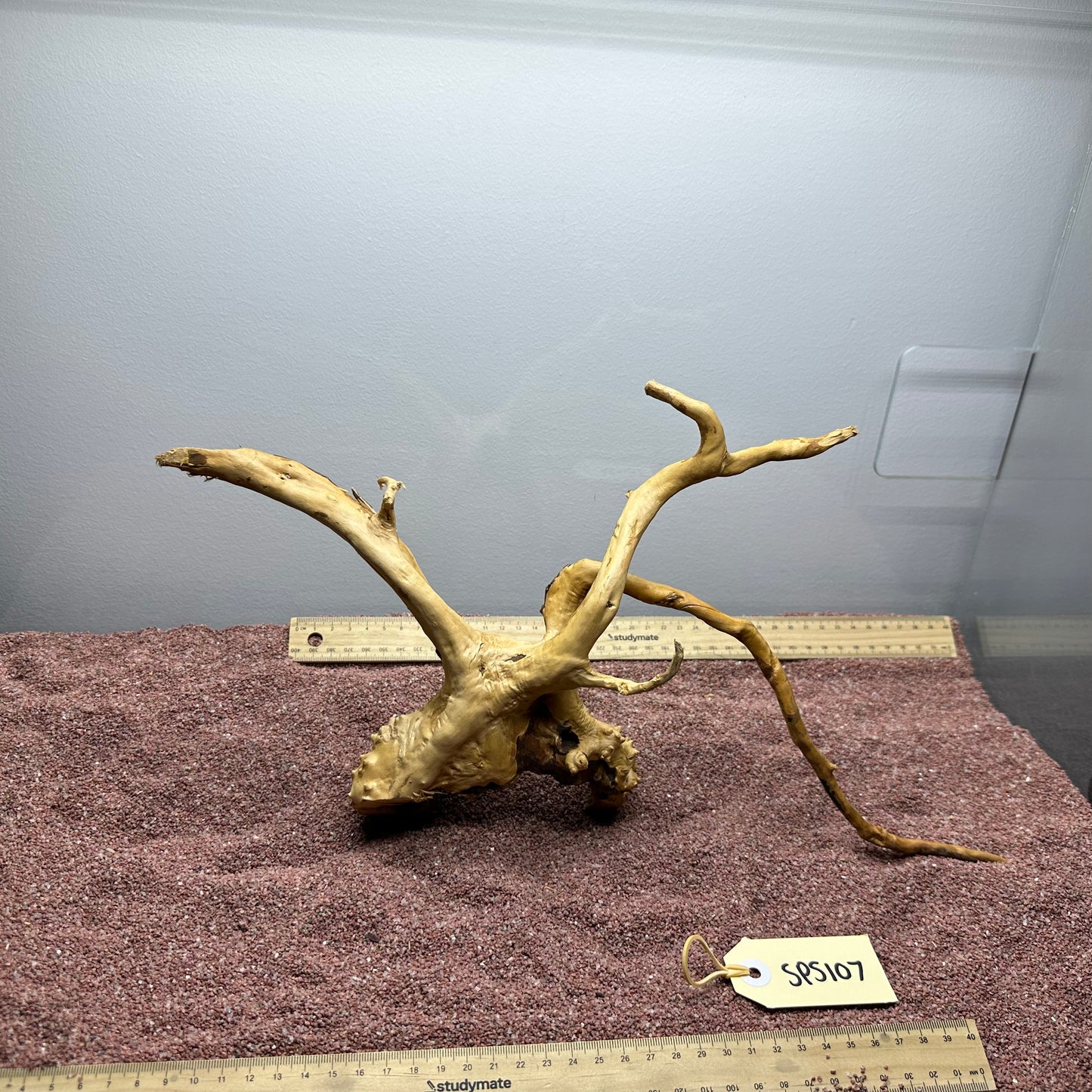 Spiderwood (Small)
