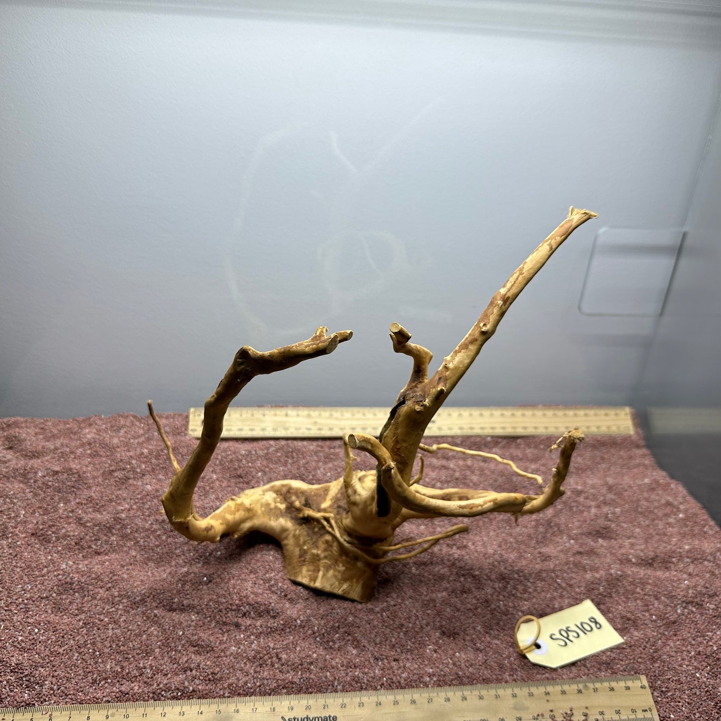 Spiderwood (Small)