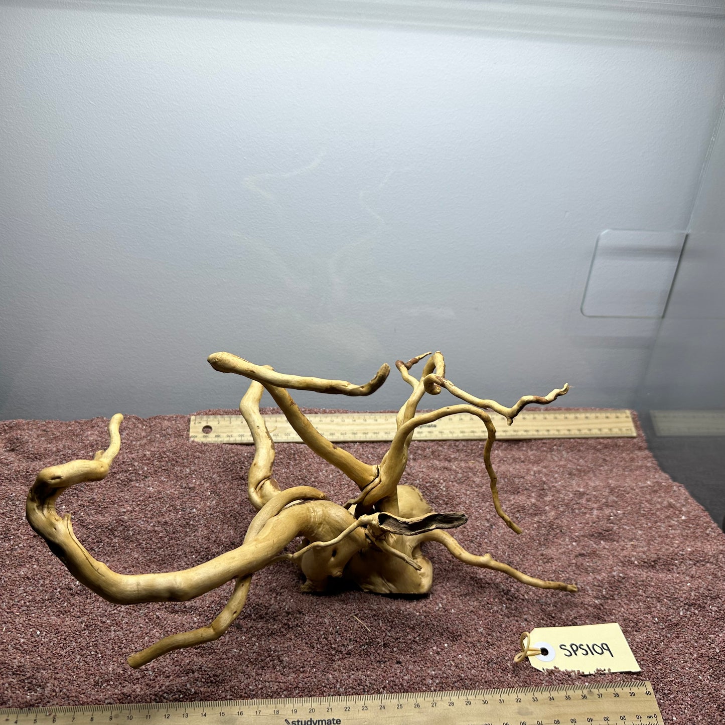 Spiderwood (Small)