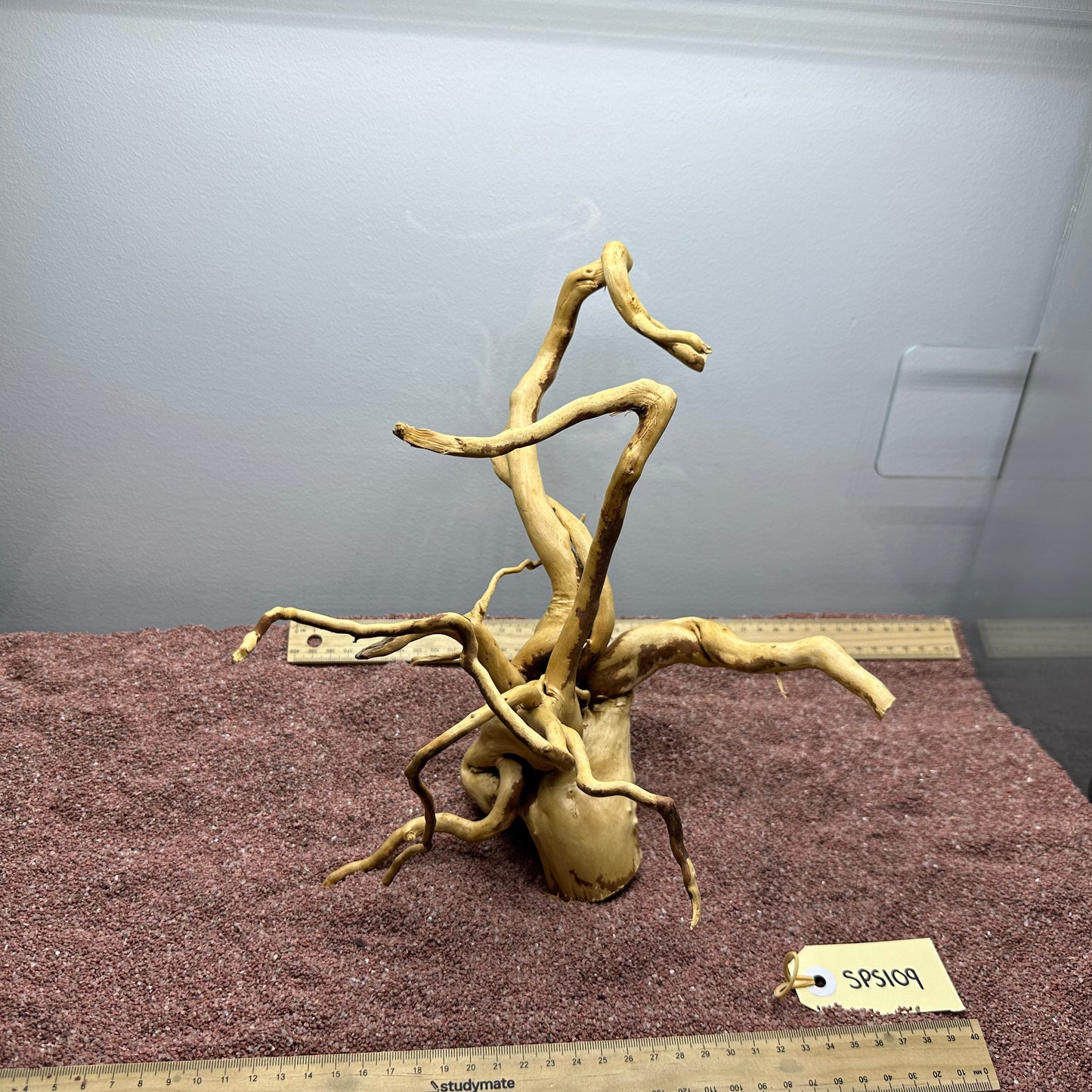 Spiderwood (Small)