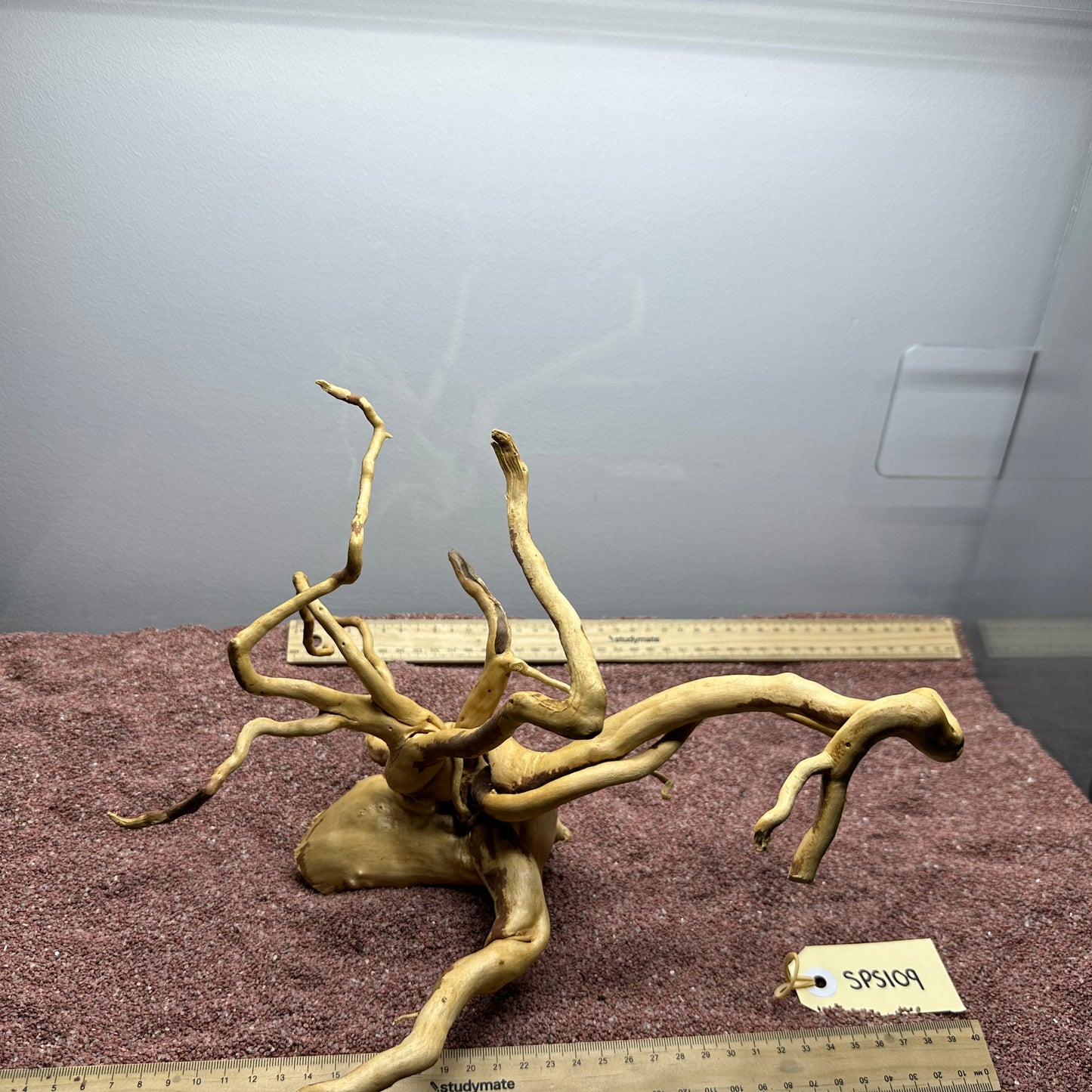 Spiderwood (Small)