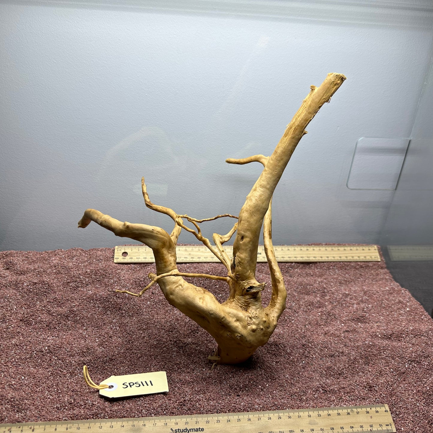 Spiderwood (Small)