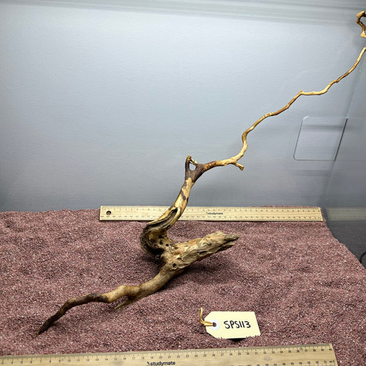 Spiderwood (Small)