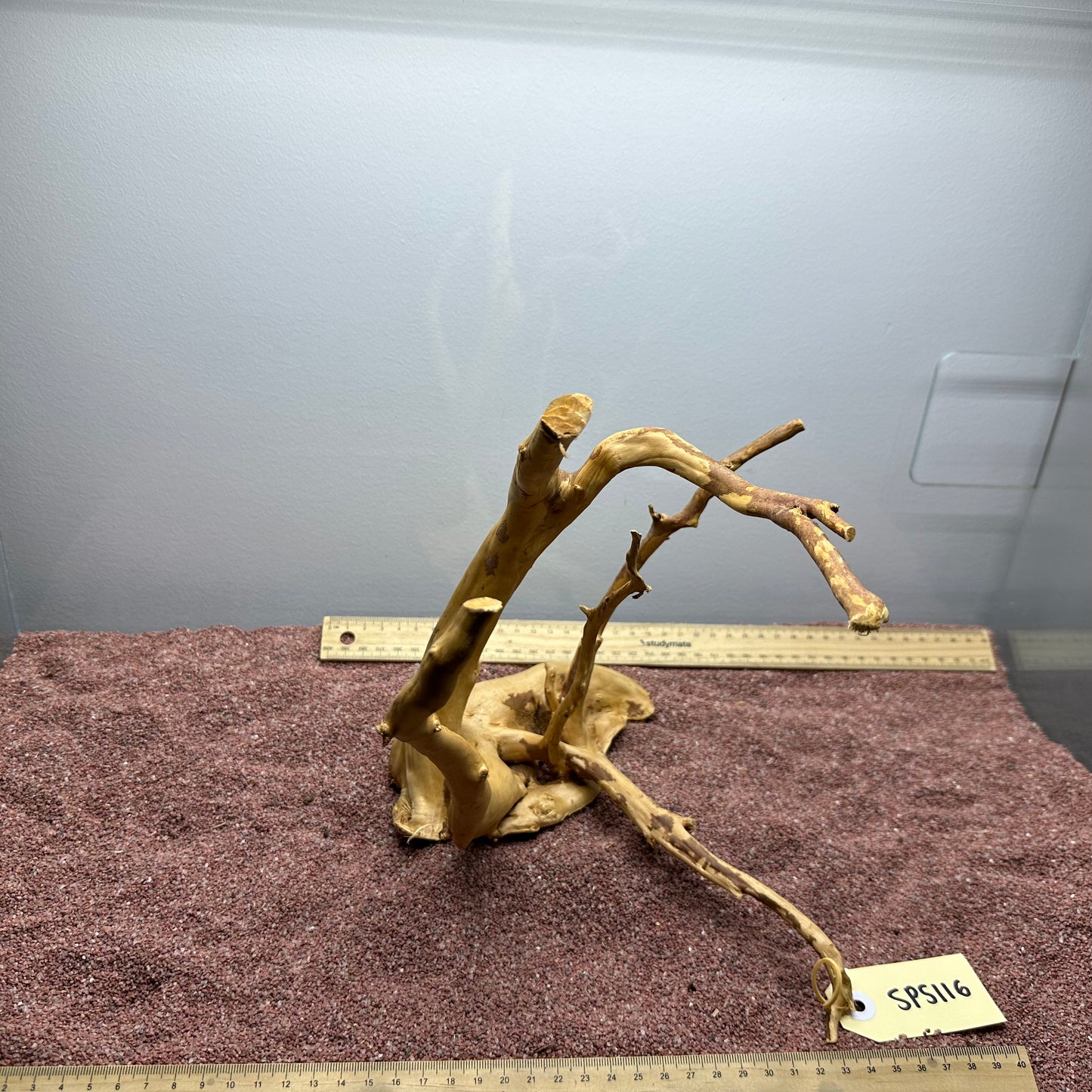 Spiderwood (Small)