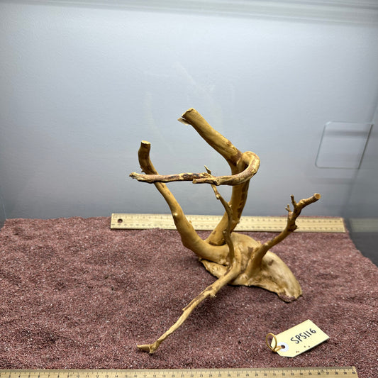 Spiderwood (Small)