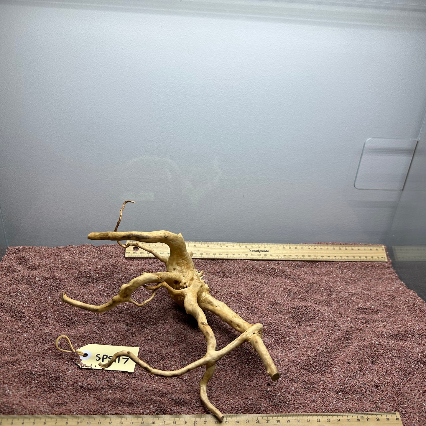 Spiderwood (Small)