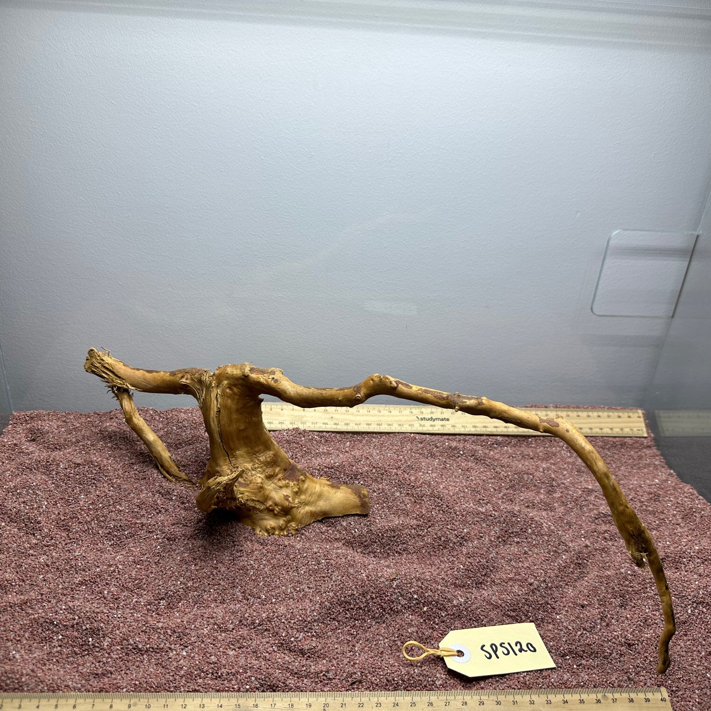 Spiderwood (Small)
