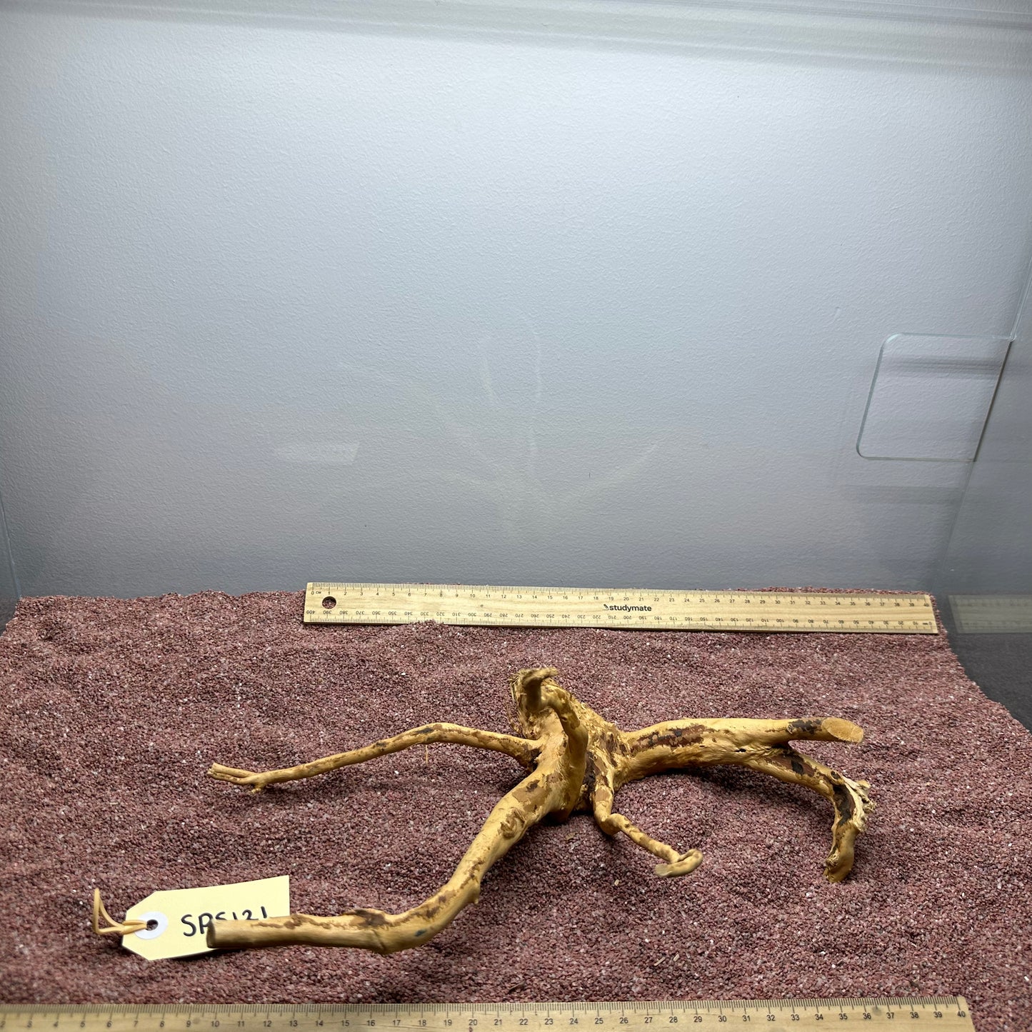 Spiderwood (Small)
