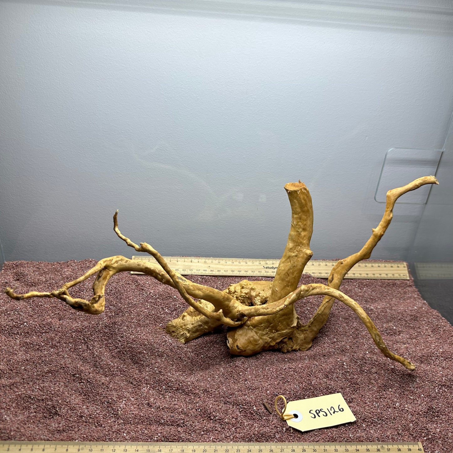 Spiderwood (Small)