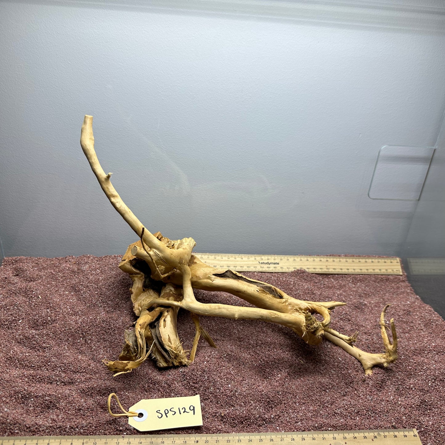 Spiderwood (Small)