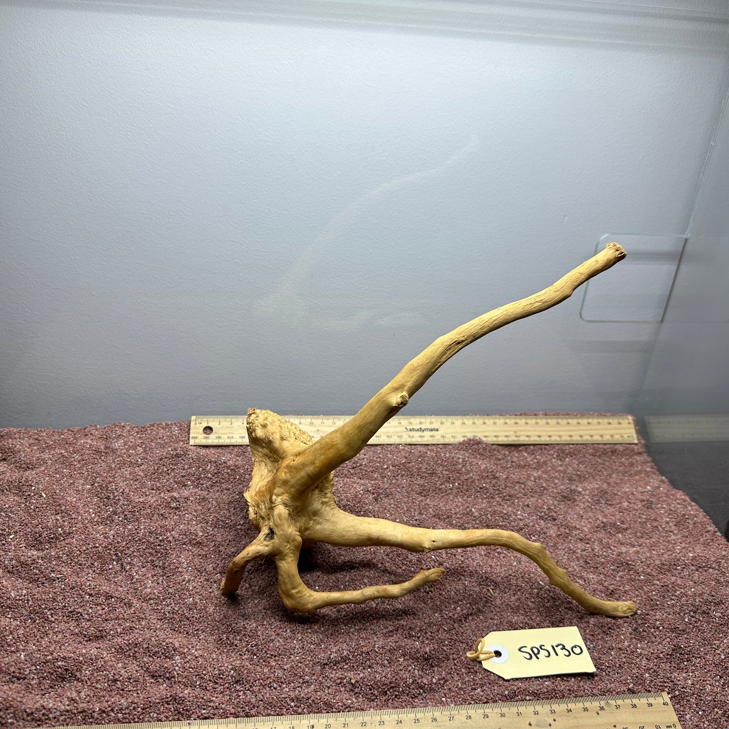 Spiderwood (Small)