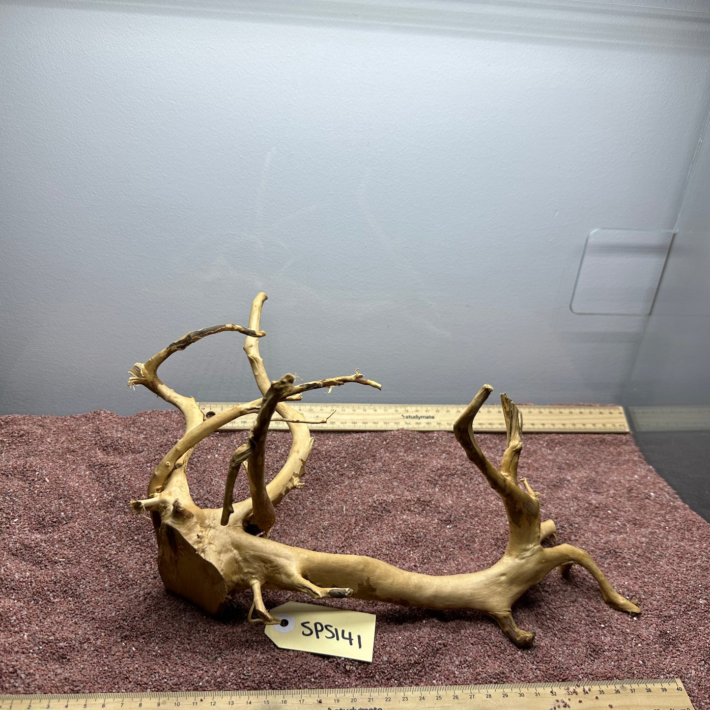 Spiderwood (Small)