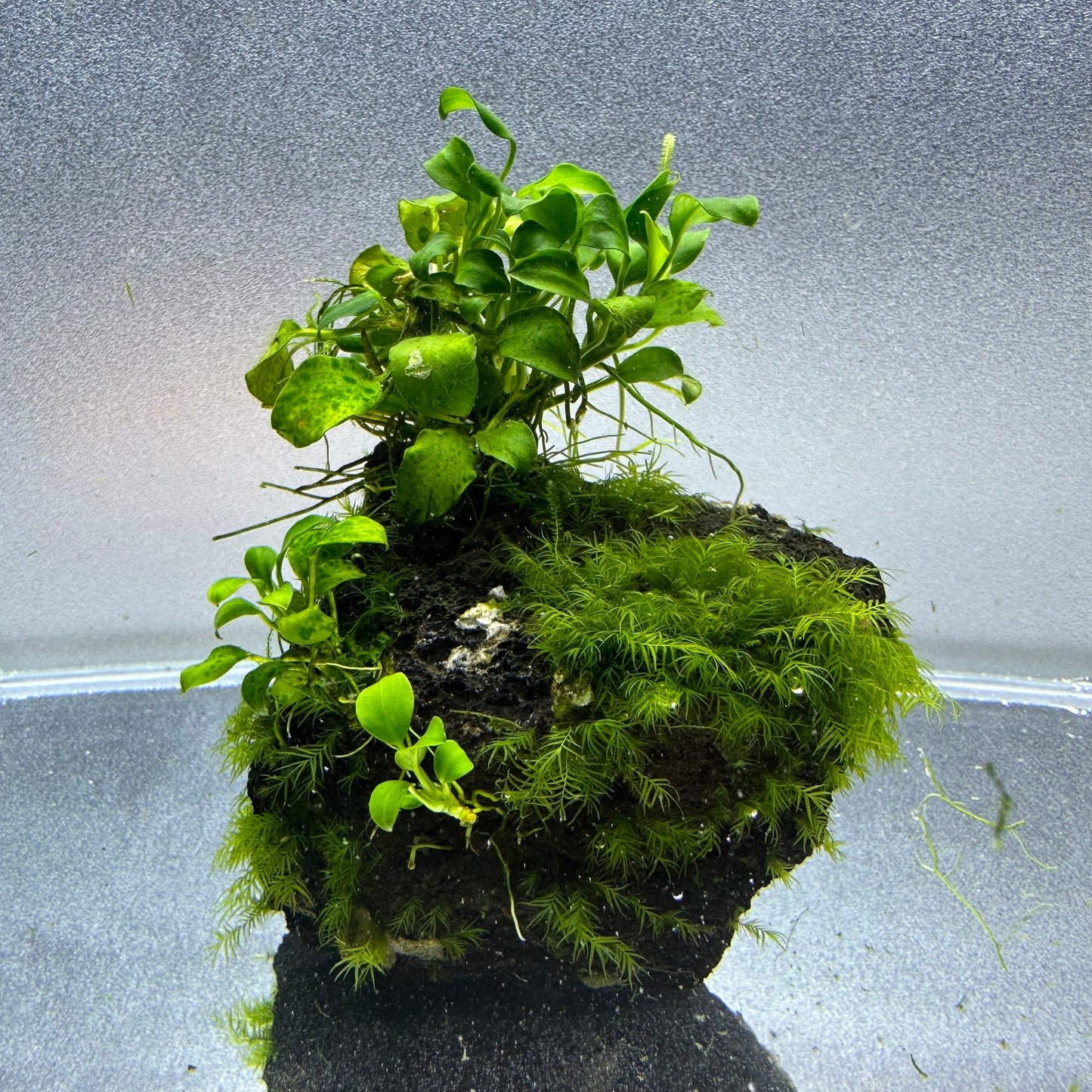 Anubias on Lava Rock WYSIWYG