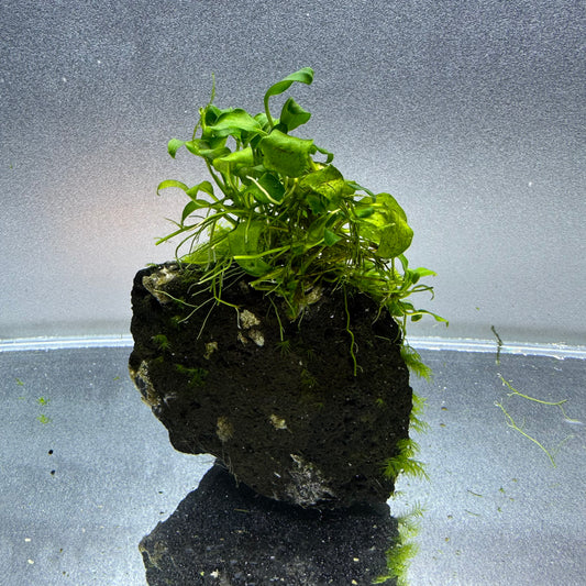 Anubias on Lava Rock WYSIWYG