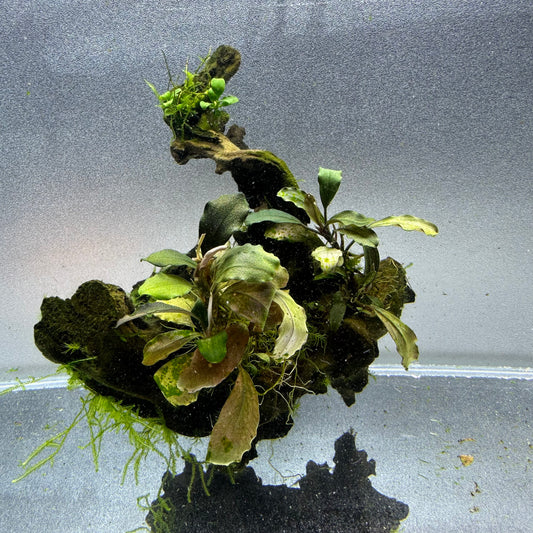 Anubias & Bucephalandra on Driftwood WYSIWYG