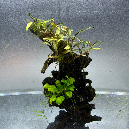 Bucephalandra & Anubias on Driftwood WYSIWYG