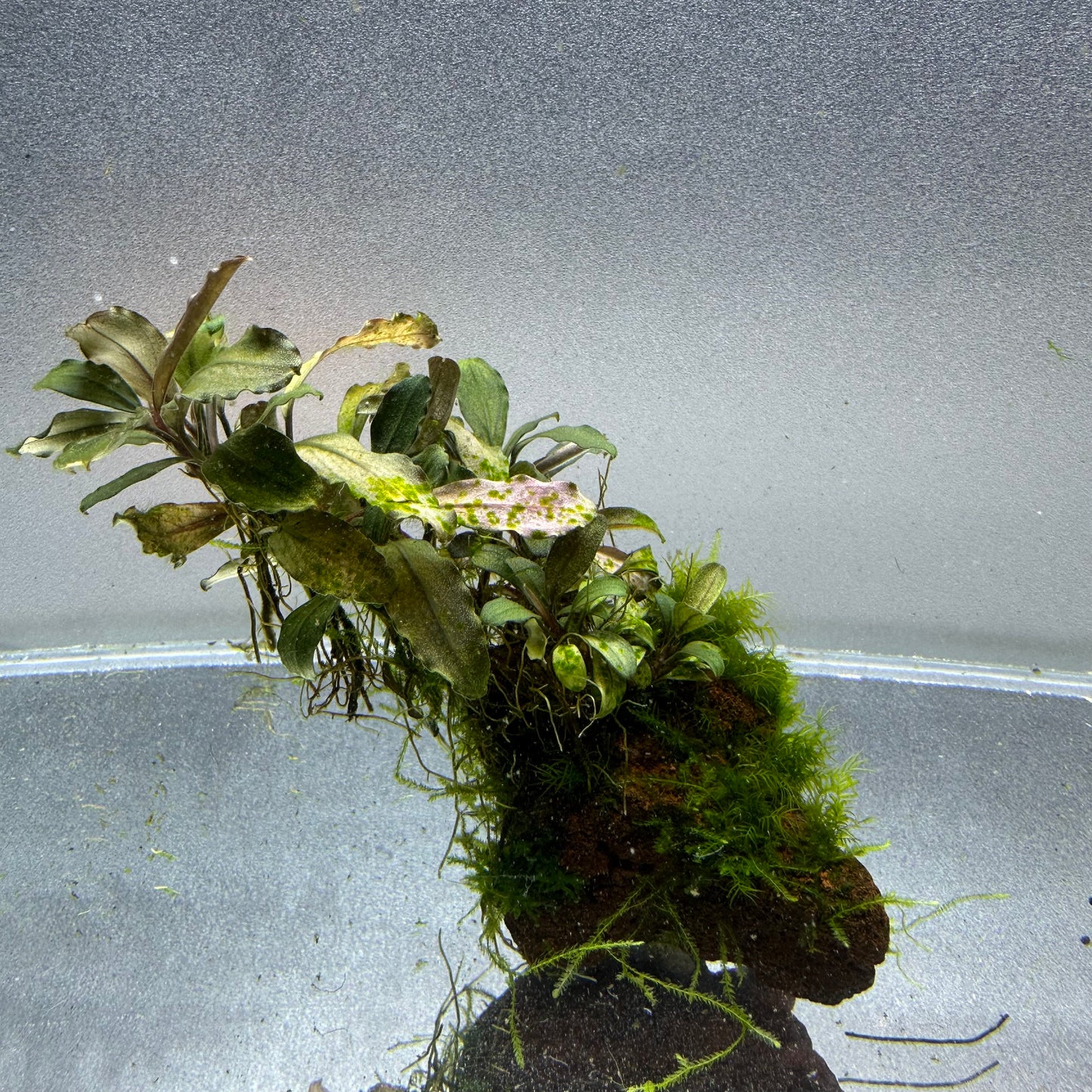 Bucephalandra on Lava Rock WYSIWYG