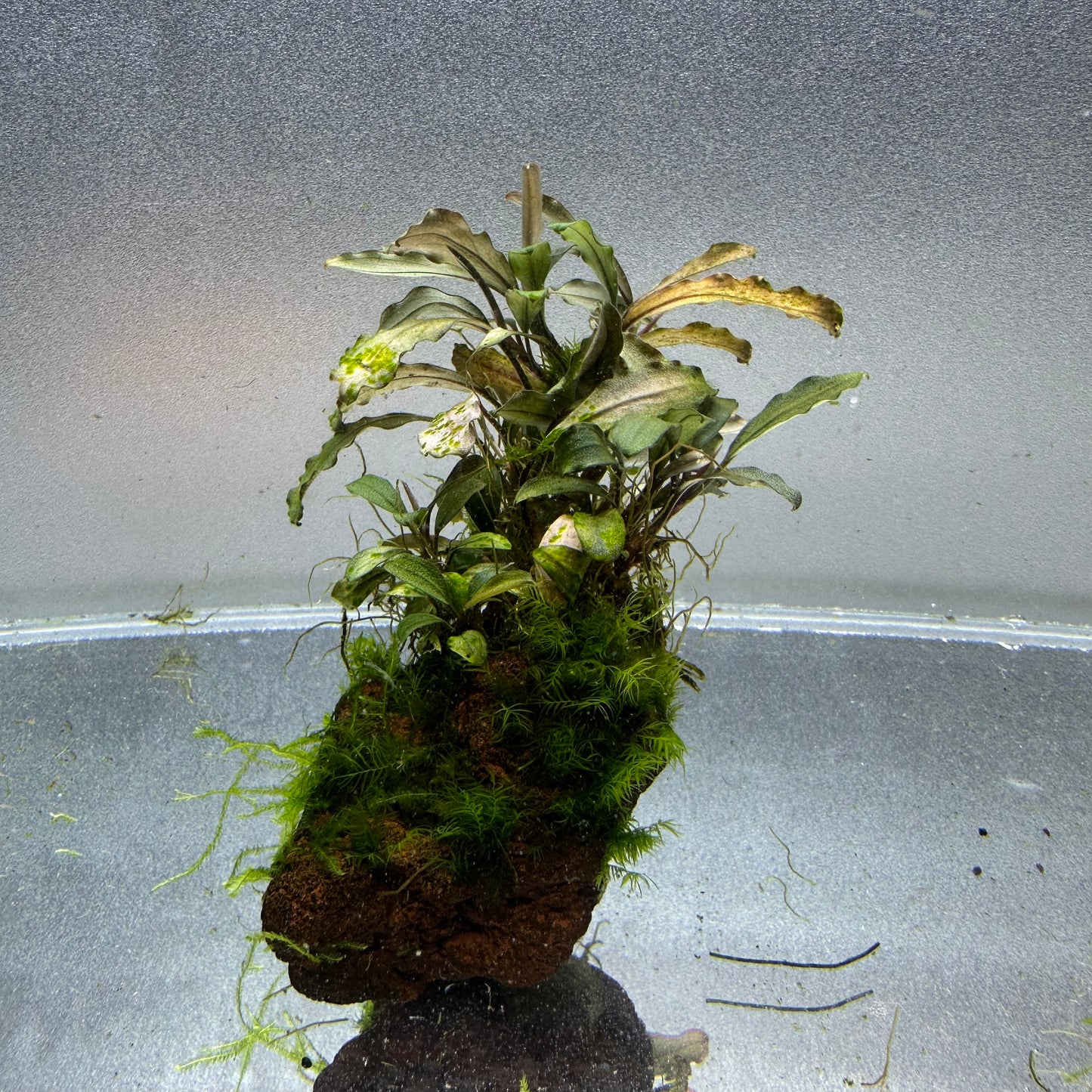 Bucephalandra on Lava Rock WYSIWYG
