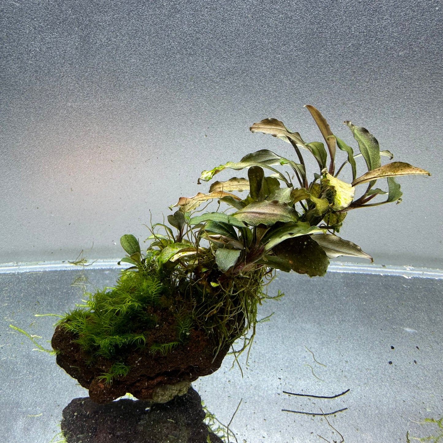 Bucephalandra on Lava Rock WYSIWYG
