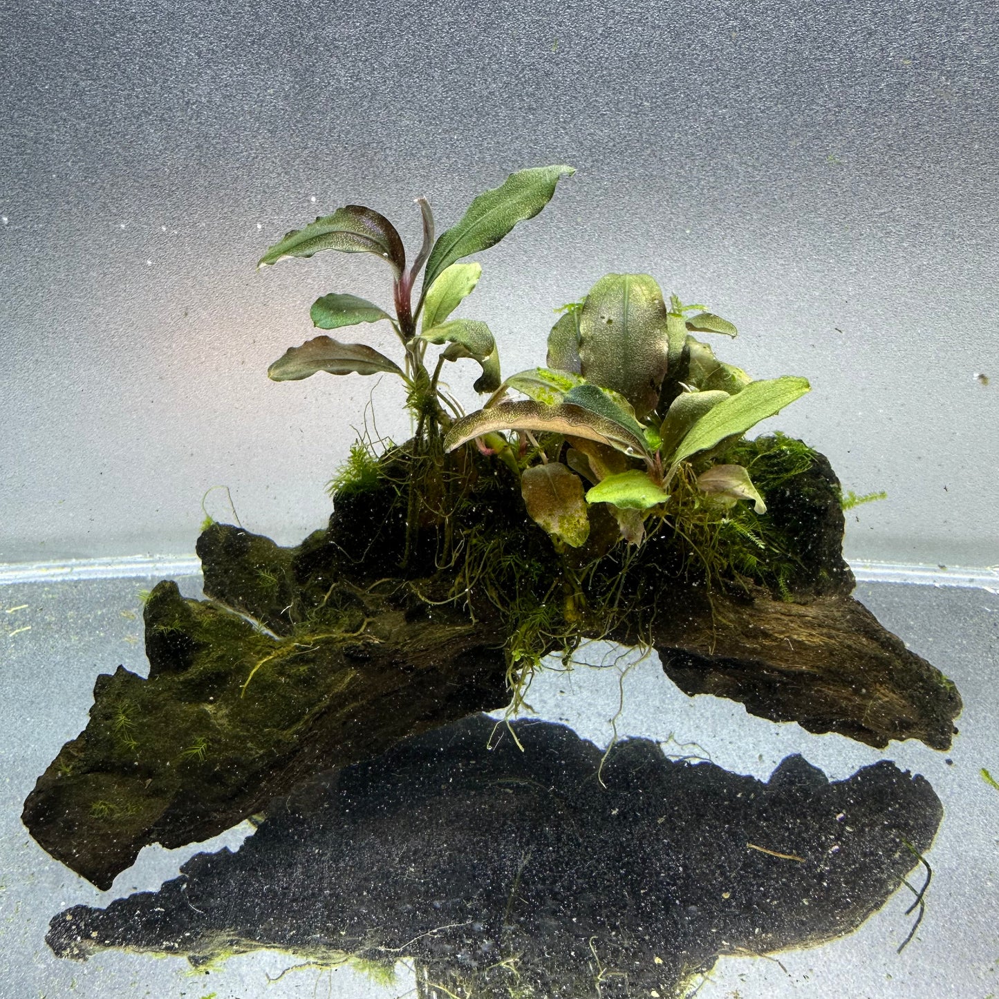 Bucephalandra on Driftwood WYSIWYG