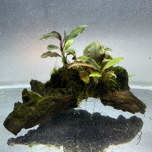 Bucephalandra on Driftwood WYSIWYG