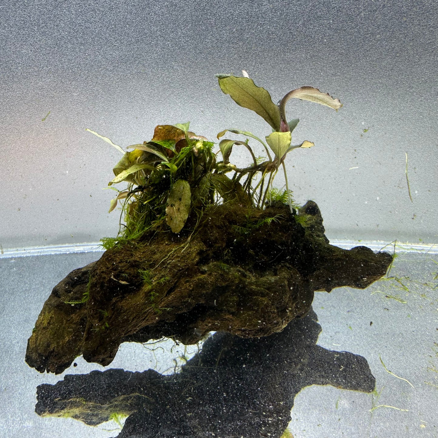Bucephalandra on Driftwood WYSIWYG