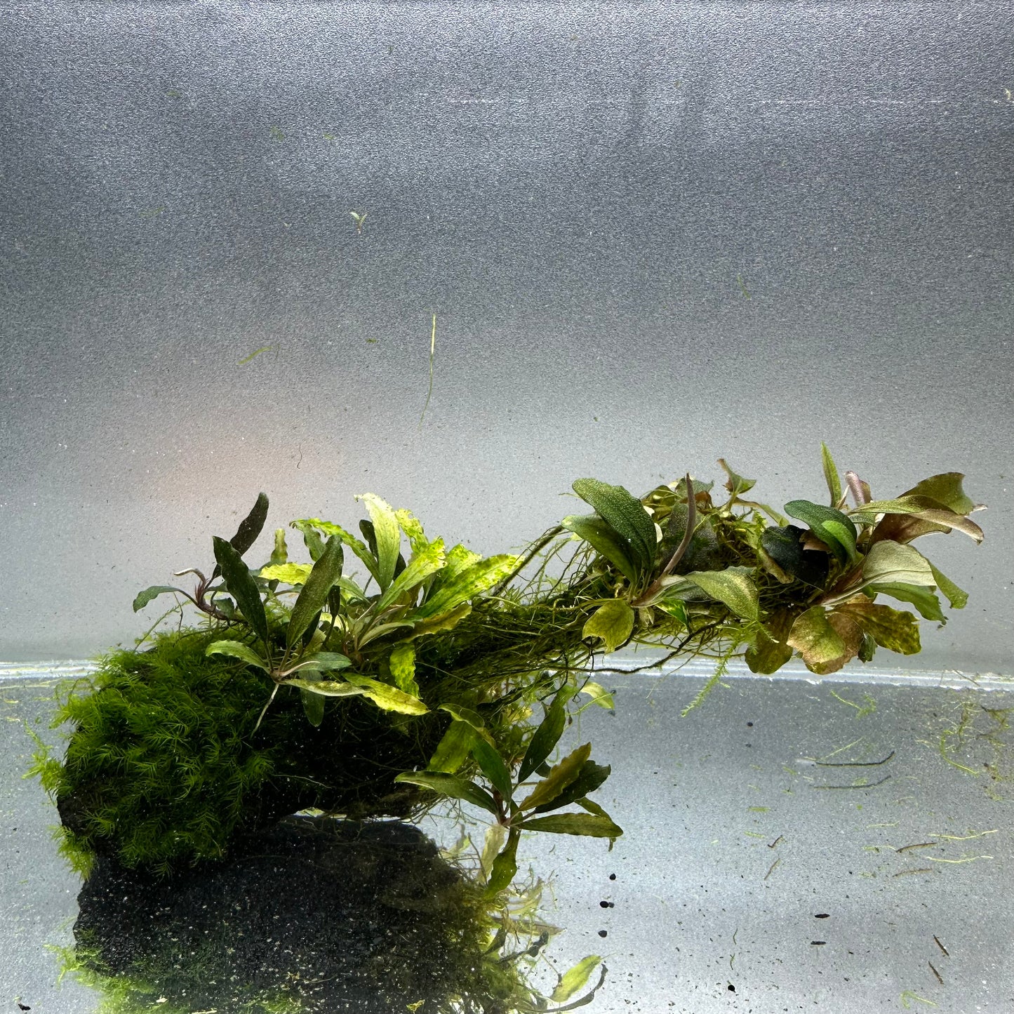 Bucephalandra on Lava Rock WYSIWYG