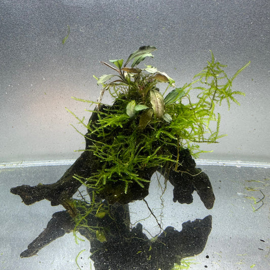 Bucephalandra on Driftwood WYSIWYG